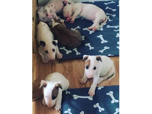 Μπουλτεριε καθαροαιμο κουταβακι